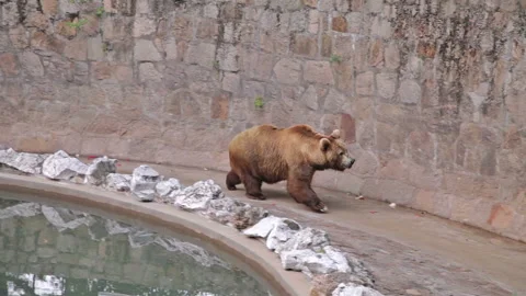 Visit the Shanghai Zoo. Stock Footage 102611569