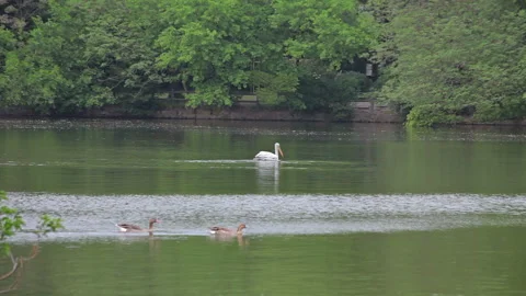 Visit the Shanghai Zoo. Stock Footage 103579351