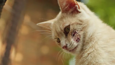 Visit the veterinary clinic where a caring Caucasian veterinarian tends to a Stock Footage 244344140