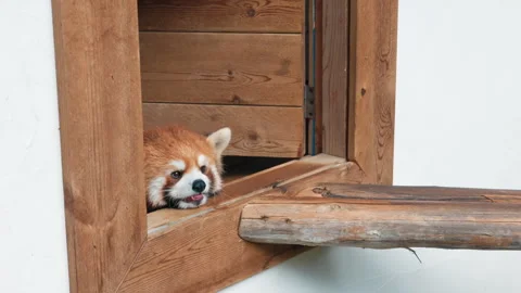 Visit zoo, red panda resting in little house, small mammal native to Himalayas. Stock Footage 345655363
