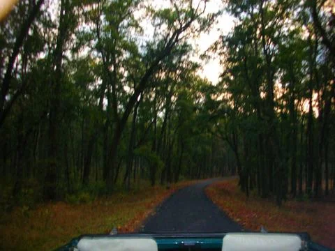 Visiting forest during twilight Stock Photos