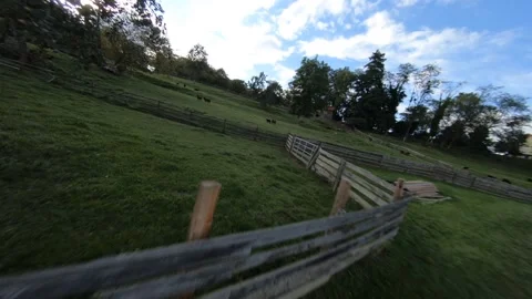 Visiting the goats on the meadow Stock Footage 152517860