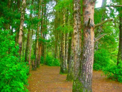Visiting a green forest Photos