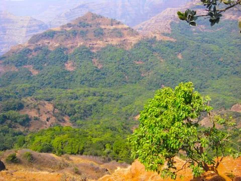 Visiting a green forest Stock Photos