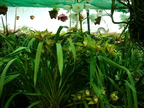 Visiting a greenhouse Stock Photos