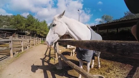 Visiting horse farm set Stock Footage 73007741