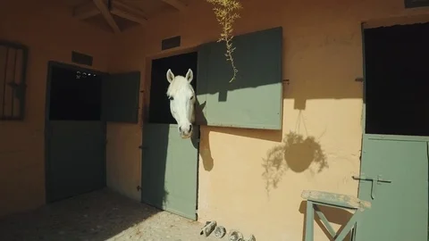 Visiting horse farm set Video stock 73015206
