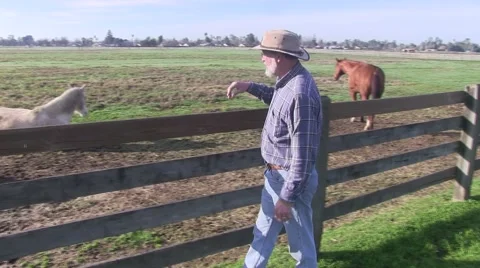 Visiting the horses Video stock 47170958