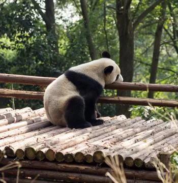 Visiting the park pandas Stock Photos