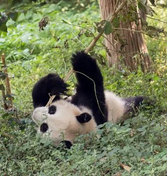 Visiting the park pandas Foto stock