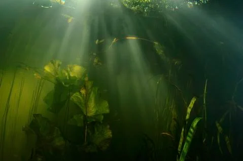 Visiting a water elf Stock Photos