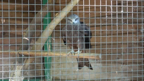 Visiting the zoo Stock Footage 104764197