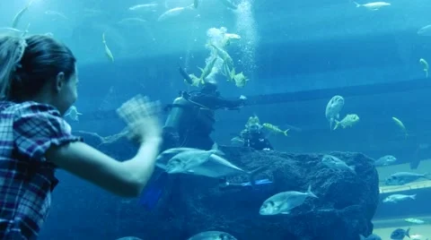 Visitor to the aquarium waving to the divers Stock Footage 62808937