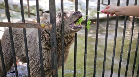 Visitor is feeding big bear through the cage at zoo Skazka. Stock Footage 50280697