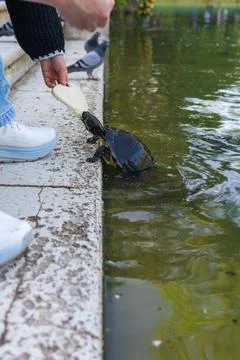 Visitor feeding turtle with bread in park pond as wildlife problem Фото