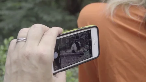 Visitor to a Panda parks takes a cell phone video Stock Footage 83730144