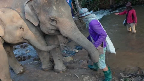 Visitor playfully lifts elephant farm Видео 310834553