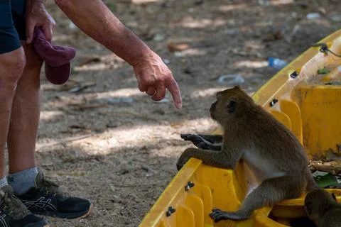Visitor pointing toward macaque monkey beside kayak 写真素材