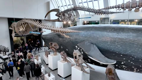 Visitor view of a blue whale model and skeletons on display in the Natural Vidéo 331193324