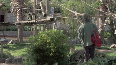 Visitor watching black spider monkeys in Lisbon Zoo, Portugal Stock Footage 111490346