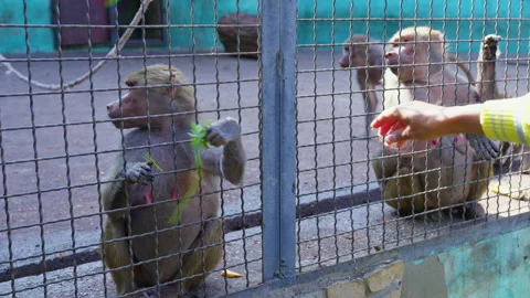 A visitor to the zoo feeds a monkey with celery leaves Video stock 230912532