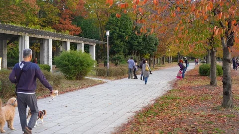 Visitors are seen doing an outdoor activity at Osakojokoen Stock Footage 99861662