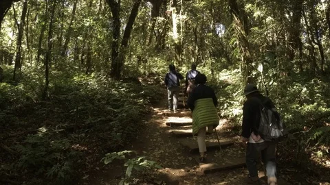 Visitors Ascending an Engineered Nature Trail at a Forest Park in Thailand 库存影片 95730893