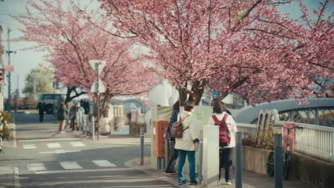 Visitors Beneath Cherry Blossom Trees Near Bridge, Itokawa River, Atami, Japan Stock Footage 345376262