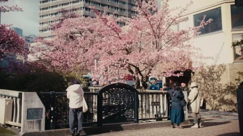 Visitors by Bridge Beneath Cherry Blossom Tree, Itokawa River, Atami, Japan Stock Footage 345006506