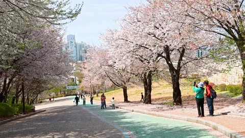 Visitors Enjoy Spring Cherry Blossoms on Tree Lined Road in Suwon South Korea Stock Footage 336340997