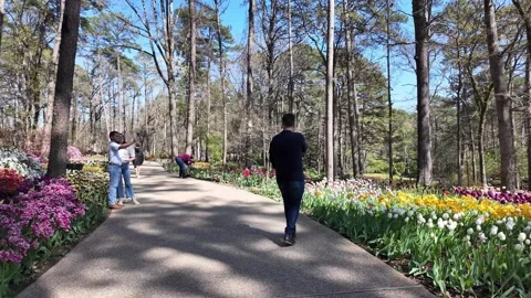 Visitors enjoy spring tulips in a sunny forest garden. Stock Footage 345619015