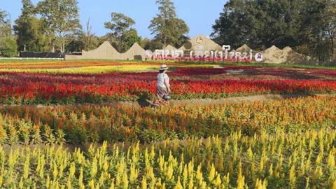 Visitors enjoy their evening time inside the Chiang Mai Charming Flower Festival Stock Footage 169980855
