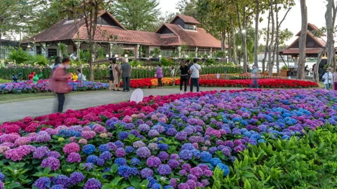 Visitors enjoy their evening time inside the Chiang Mai Charming Flower Festival Stock Footage 169980950