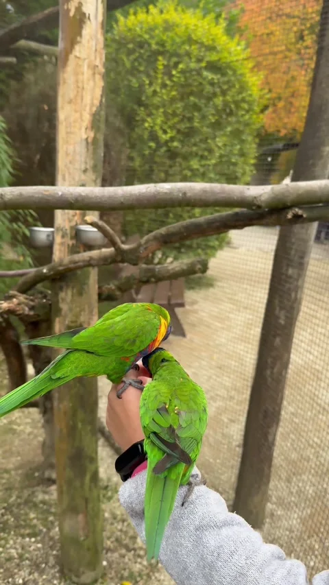 Visitors experience lively outdoor bird encounters, People delight in engaging Stock Footage 327079352