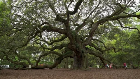 Visitors exploring the Angel oak tree located in Charleston, South Carolina Stock Footage 120879294