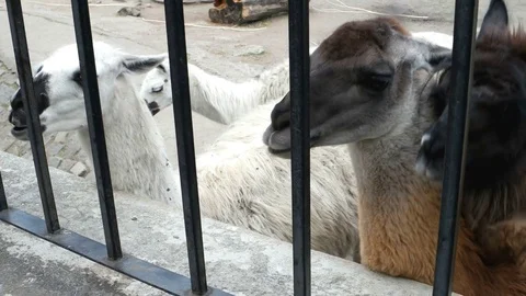 Visitors feed llamas (Lama glama) at zoo. Stock Footage 79687865