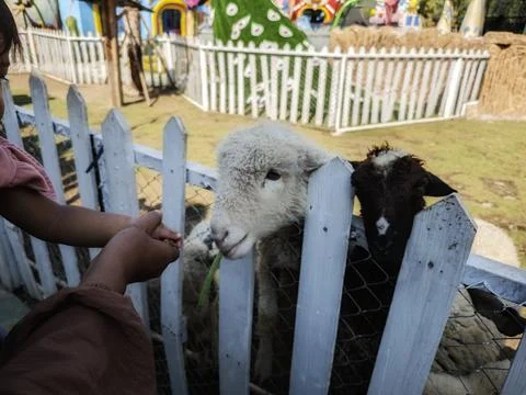 Visitors feed the sheep in the pen Stock Photos