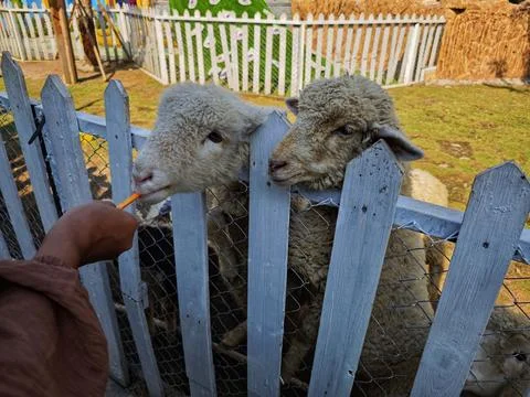 Visitors feed the sheep in the pen Stock Photos