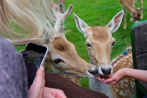Visitors feed young deer by hand behind a simple chain barrier Stock Photos