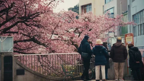 Visitors Gathered Beneath Cherry Blossom Tree, Itokawa River, Atami, Japan 스톡 동영상 345006523