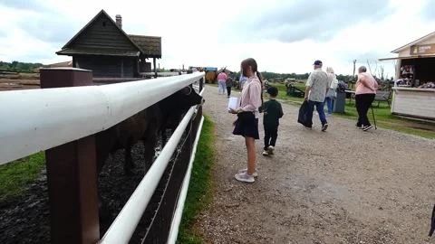 Visitors interact with cows at a farm while enjoying a cloudy day in the country Stock Footage 337814384
