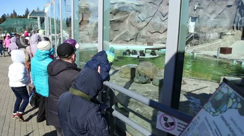 Visitors look at a zoo animals Stock Footage 49047573