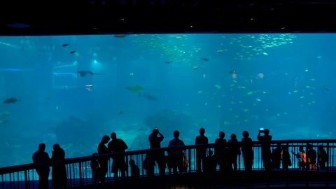 Visitors looking at fish in large aquarium Video stock 69800278