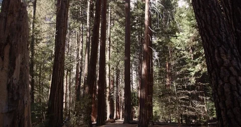 Visitors  at the lower yosemite fall trail, Yosemite National Park, Shot with Video stock 103449701