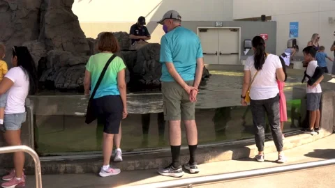 Visitors observe the Manta Ray touch pool at the Aquarium of the Pacific Stock Footage 199341590
