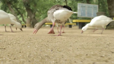 Visitors to the park are fed bread crumbs bird geese. Stock Footage 68993927