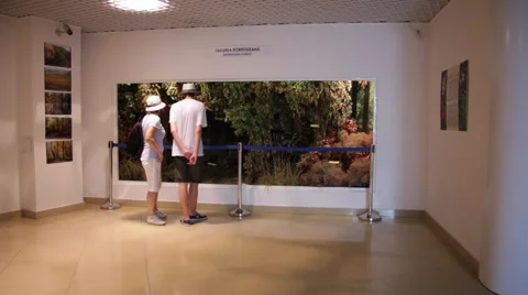 Visitors, people visit museum, interior, wildlife collection, exhibition Stock Footage 49168605