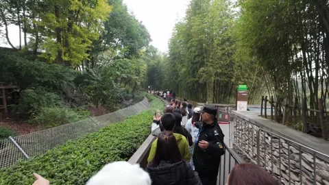 Visitors Queuing in Bamboo Forest at Chengdu, Capturing Tourist Experience Stock Footage 332718631