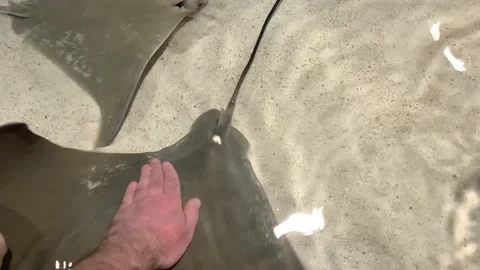 Visitors touching stingrays in contact pool at aquarium Stock Footage 132437284