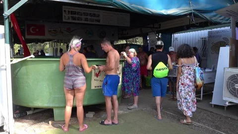 Visitors at the turtle hospital Stock Footage 95011844